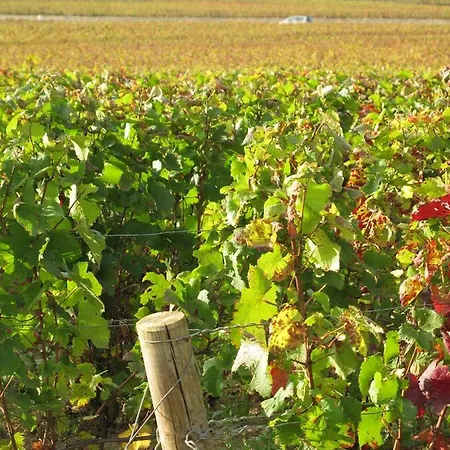 Plus Belle La Vigne Beaune (Cote d'Or)
